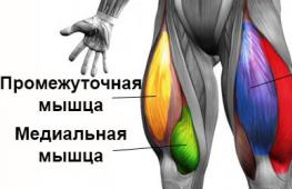 Квадрицепсы: тренировки самой большой мышцы тела